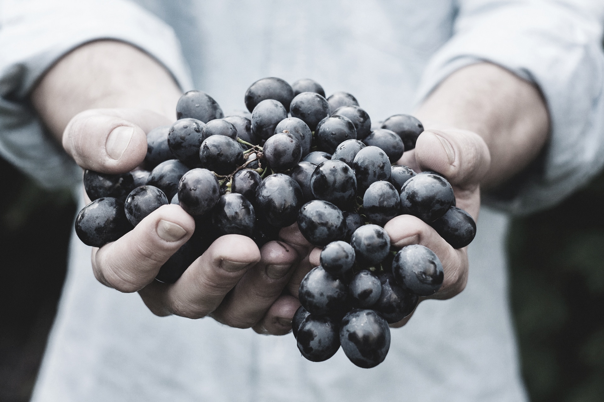 Hands presenting a bunch of ripe dark grapes.